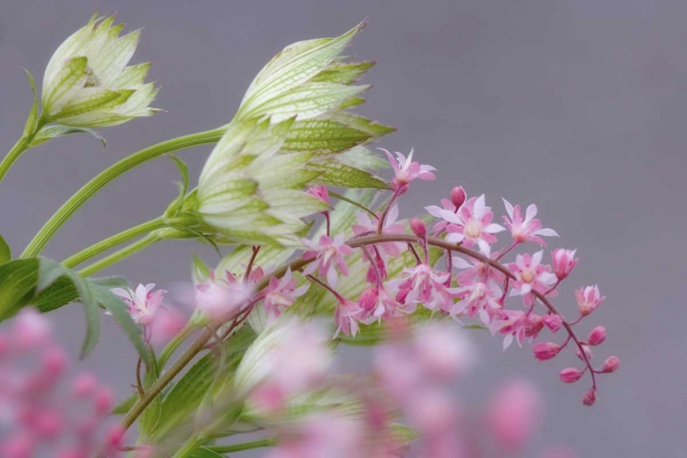 Pink heucherella and green astrantia flowers art print by Don Paulson for $57.95 CAD