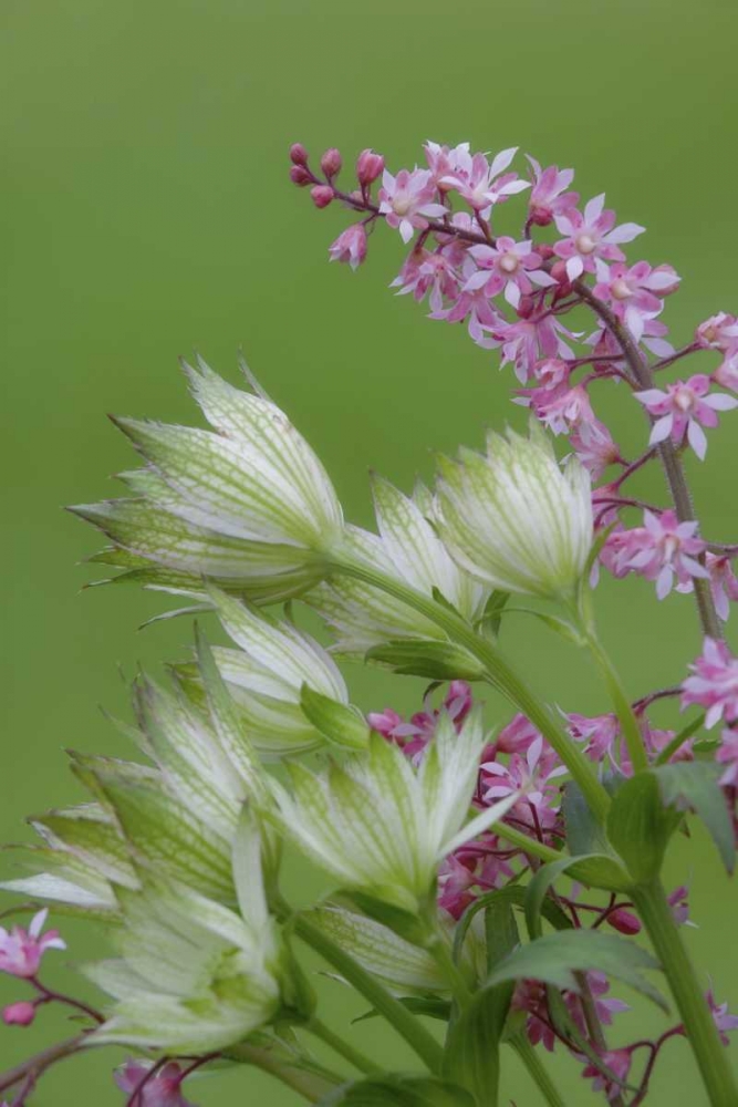 Pink heucherella and green astrantia flowers art print by Don Paulson for $57.95 CAD