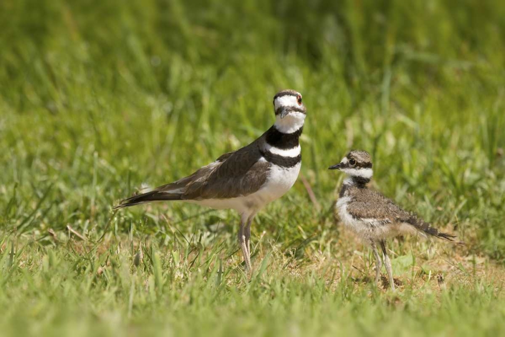 Mother killdeer bird and her chick art print by Don Paulson for $57.95 CAD