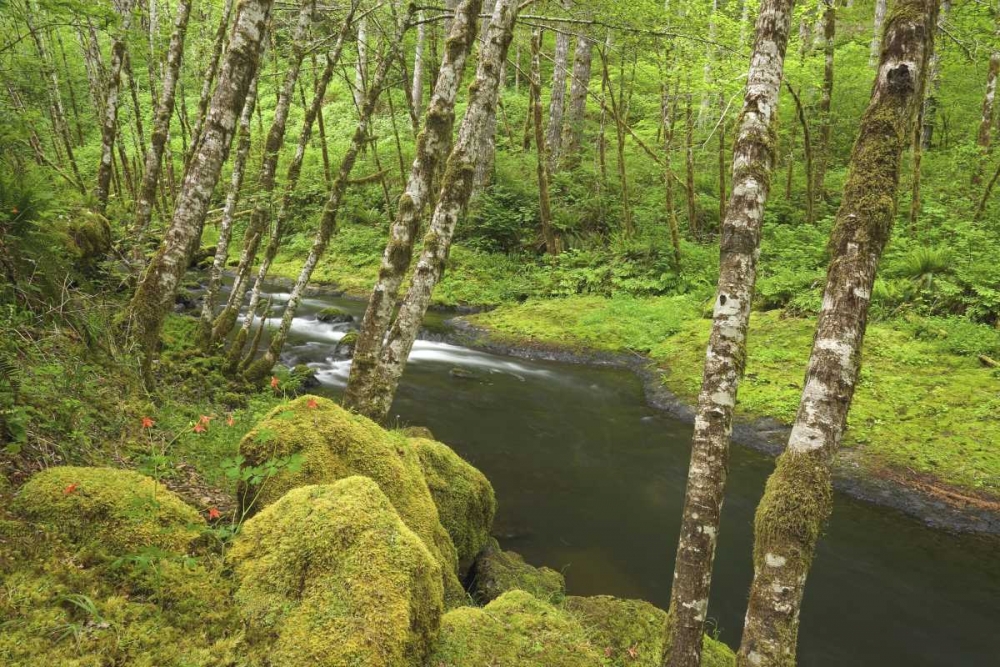 OR, Nestucca River Growth beside flowing stream art print by Don Paulson for $57.95 CAD
