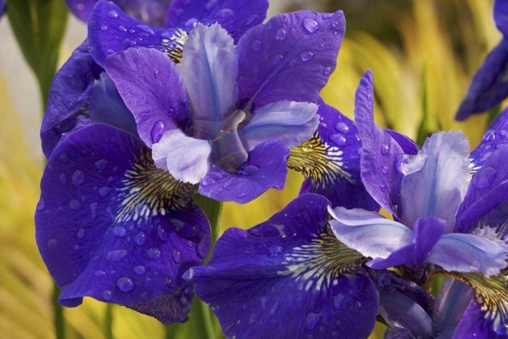 Close-up of iris flowers in garden art print by Don Paulson for $57.95 CAD