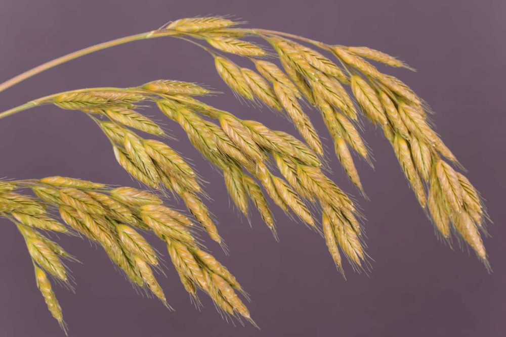 Close-up of grass seedheads art print by Don Paulson for $57.95 CAD