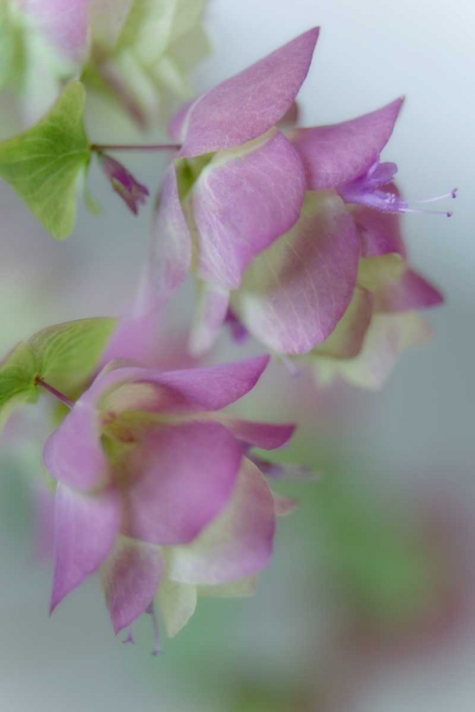 Close-up of ornamental oregano flowers art print by Don Paulson for $57.95 CAD
