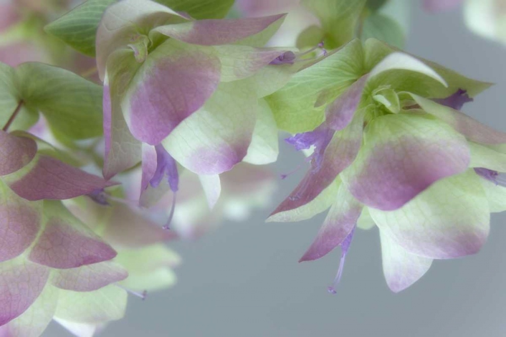Close-up of ornamental oregano flowers art print by Don Paulson for $57.95 CAD