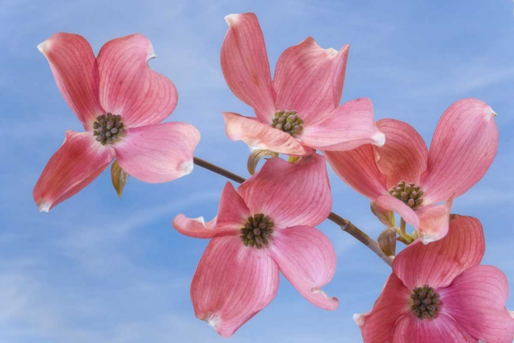 Close-up of pink dogwood flowers art print by Don Paulson for $57.95 CAD
