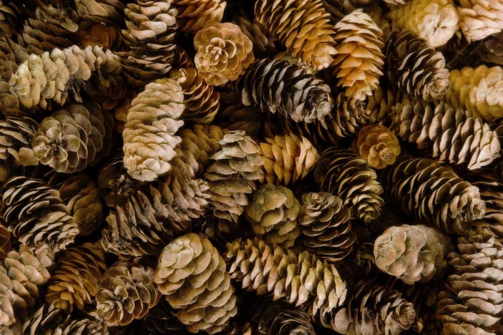 Pile of female pine cones art print by Don Paulson for $57.95 CAD