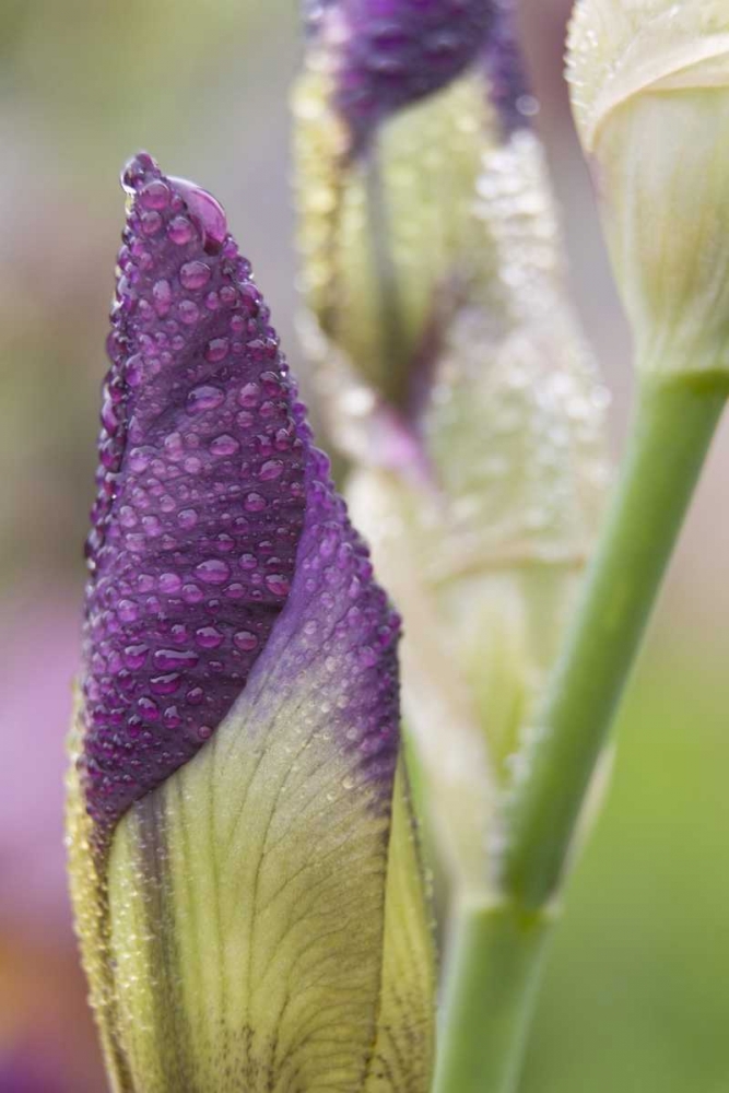 Close-up of iris bud with dew art print by Don Paulson for $57.95 CAD