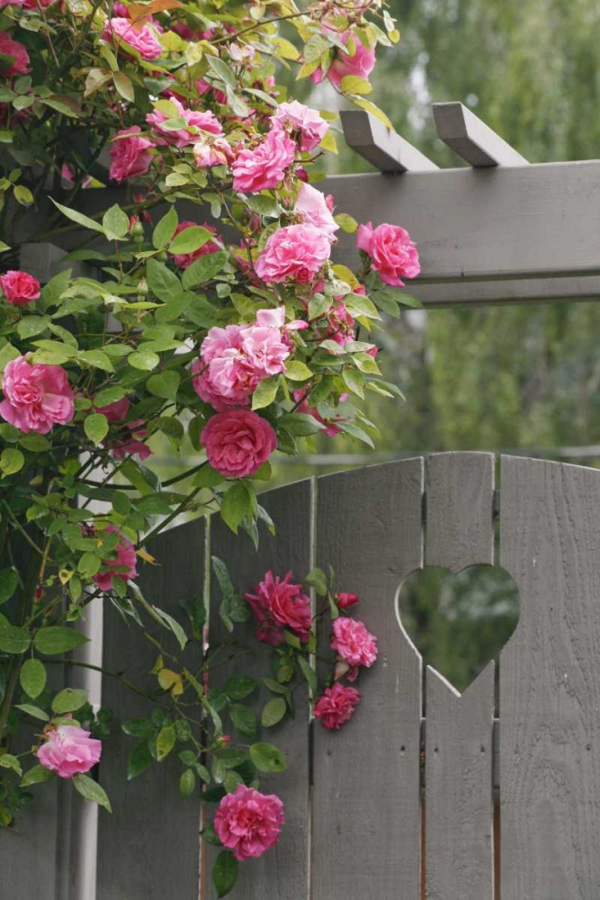 Garden gate with roses growing over it art print by Don Paulson for $57.95 CAD