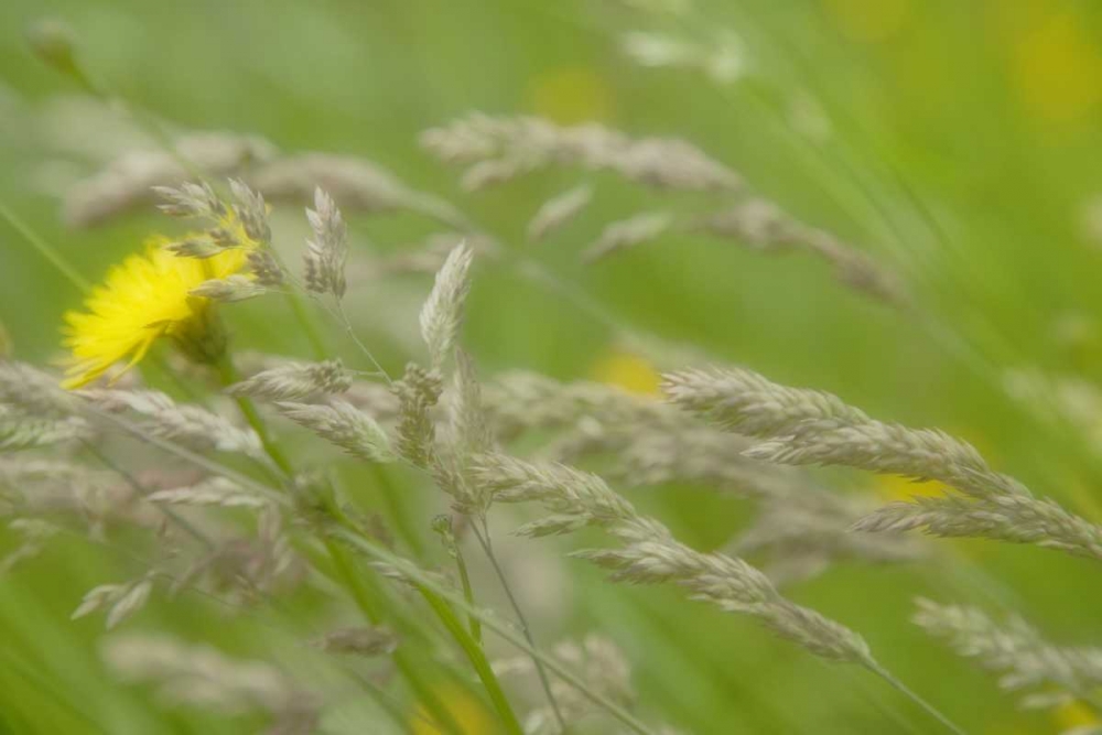 Close-up of dandelion flower and grass seedheads art print by Don Paulson for $57.95 CAD