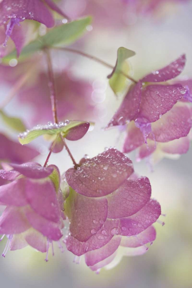 Ornamental oregano plant with dewdrops art print by Don Paulson for $57.95 CAD