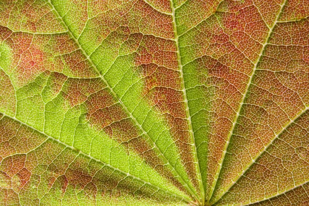 Close-up of vein pattern on maple leaf art print by Don Paulson for $57.95 CAD