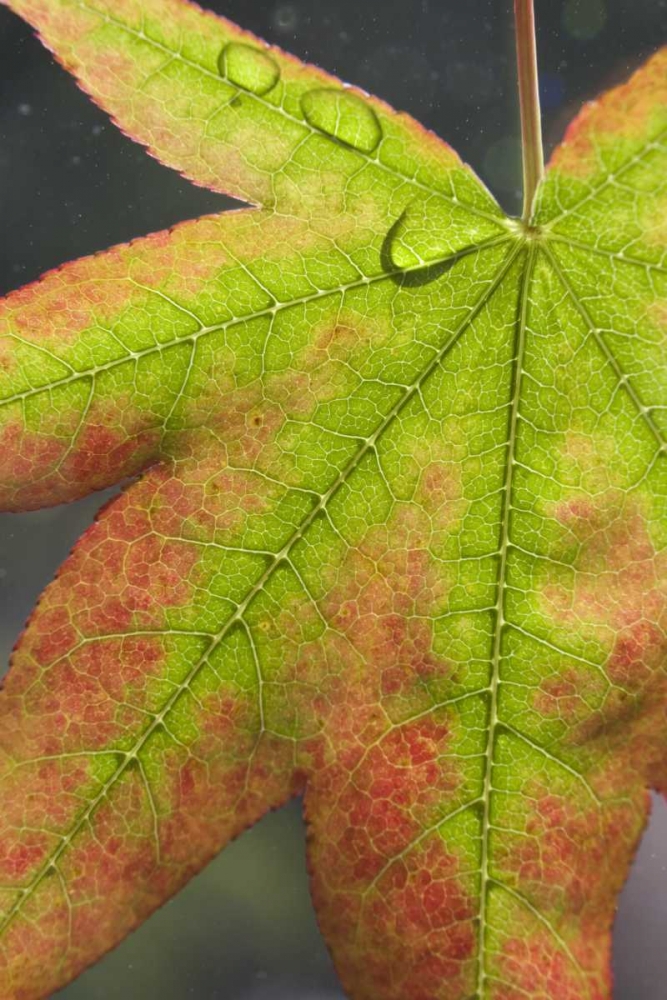 Maple leaf with dew on it art print by Don Paulson for $57.95 CAD
