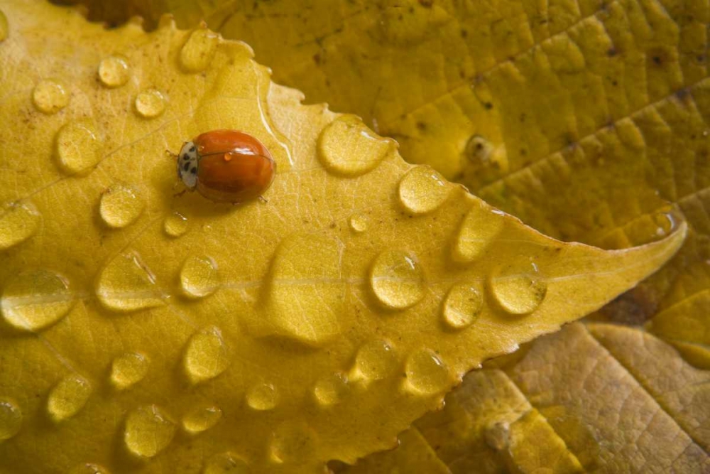 Ladybug on fall-colored leaf art print by Don Paulson for $57.95 CAD