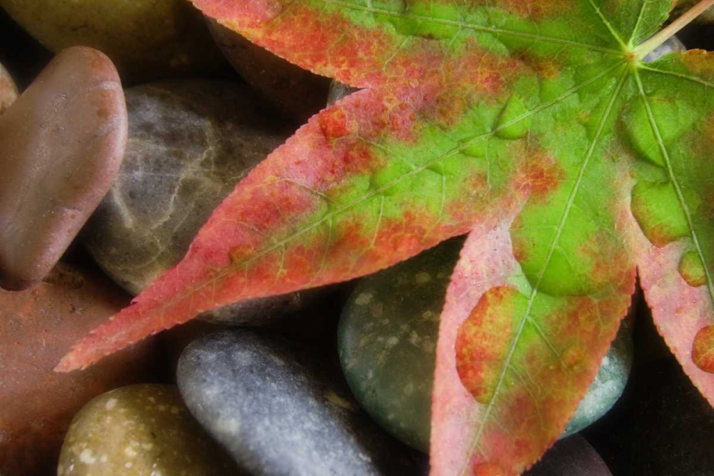 Smooth rocks and fall-colored maple leaf art print by Don Paulson for $57.95 CAD