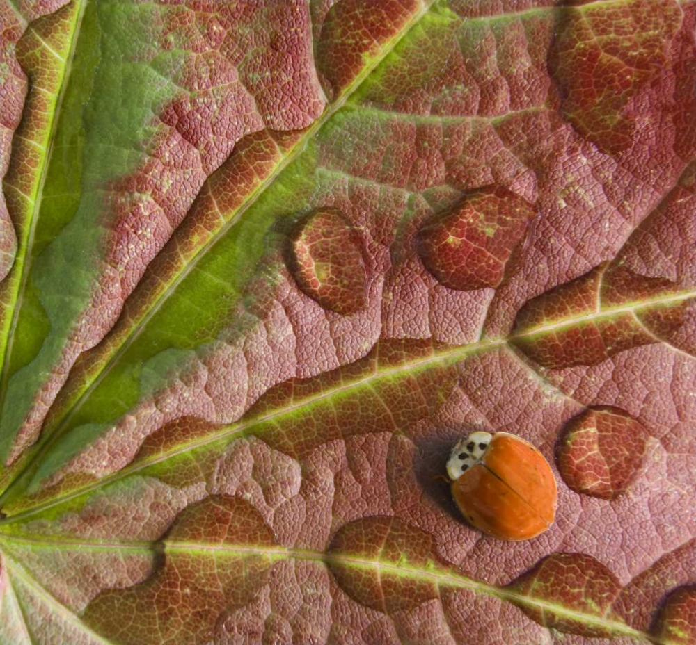 Ladybug on dewy maple leaf art print by Don Paulson for $57.95 CAD