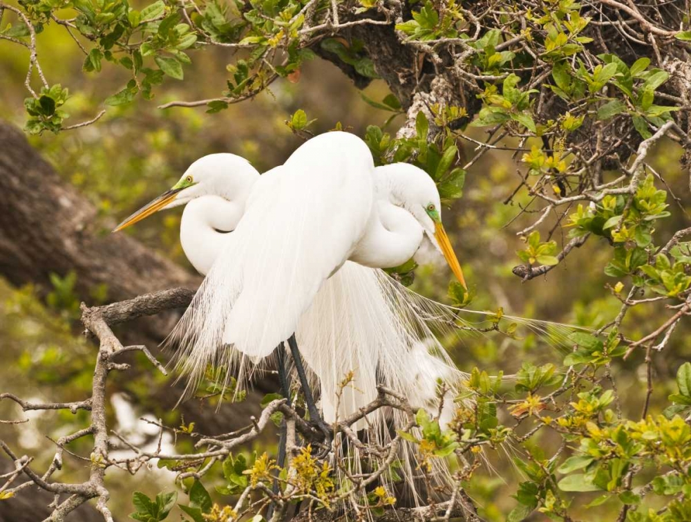 Great Egret, nesting art print by Nancy Rotenberg for $57.95 CAD