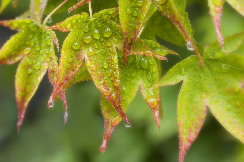 Maple leaves in the rain art print by Don Paulson for $57.95 CAD