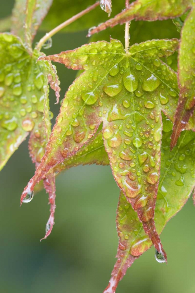 Nature Maple leaves in the rain art print by Don Paulson for $57.95 CAD
