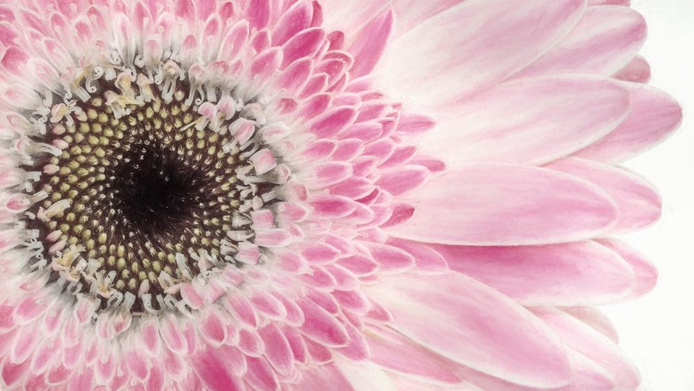 Gerbera Daisy art print by Jaynes Gallery for $57.95 CAD