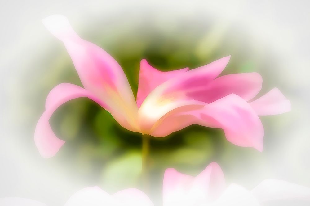 Abstract of pink flower petals art print by Jaynes Gallery for $57.95 CAD