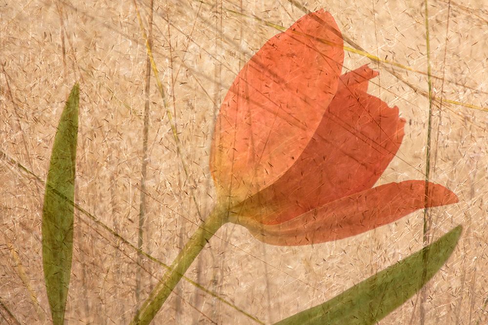 Orange tulip and grass photo montage art print by Jaynes Gallery for $57.95 CAD