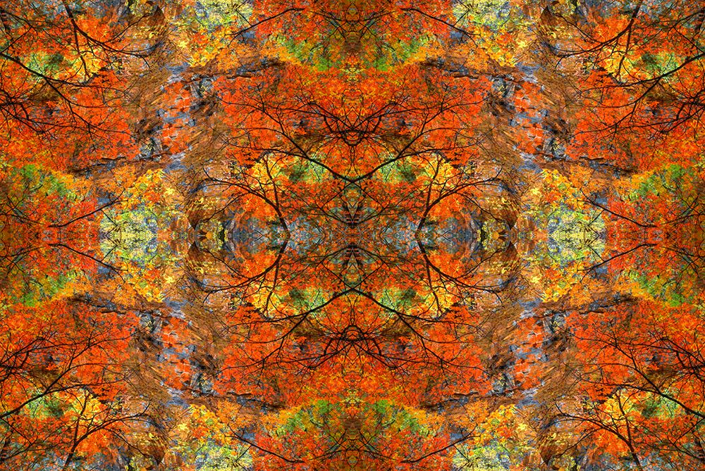 Autumn tree abstract art print by Jaynes Gallery for $57.95 CAD
