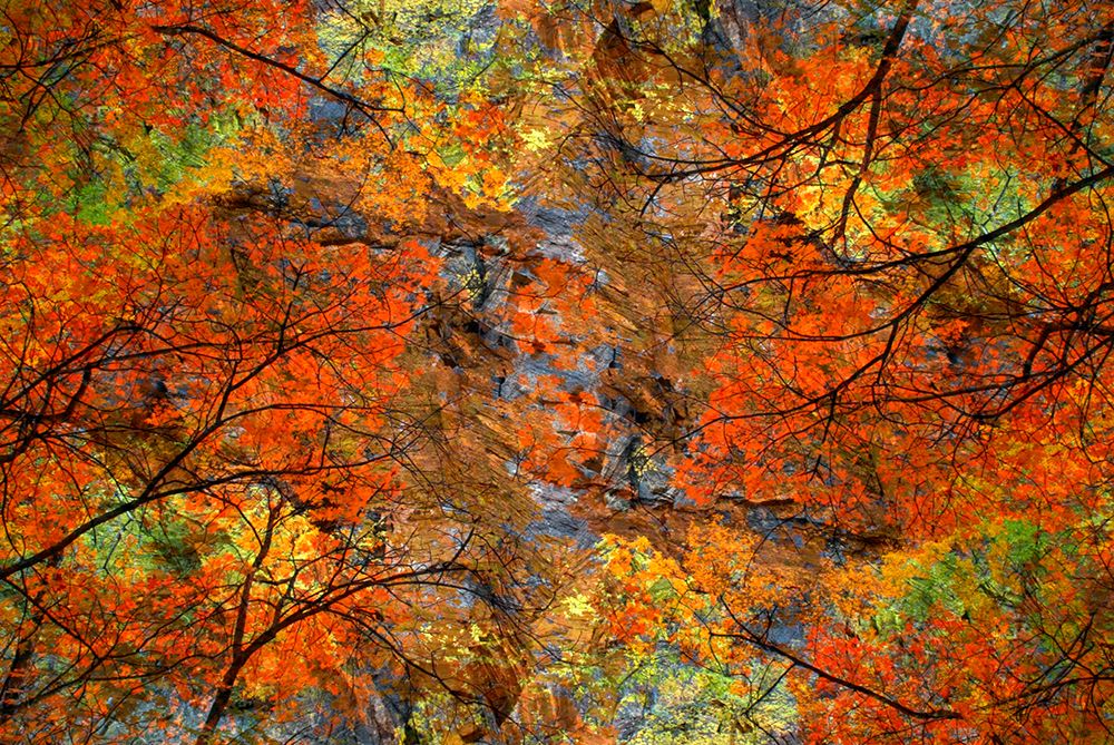 Autumn tree abstract art print by Jaynes Gallery for $57.95 CAD
