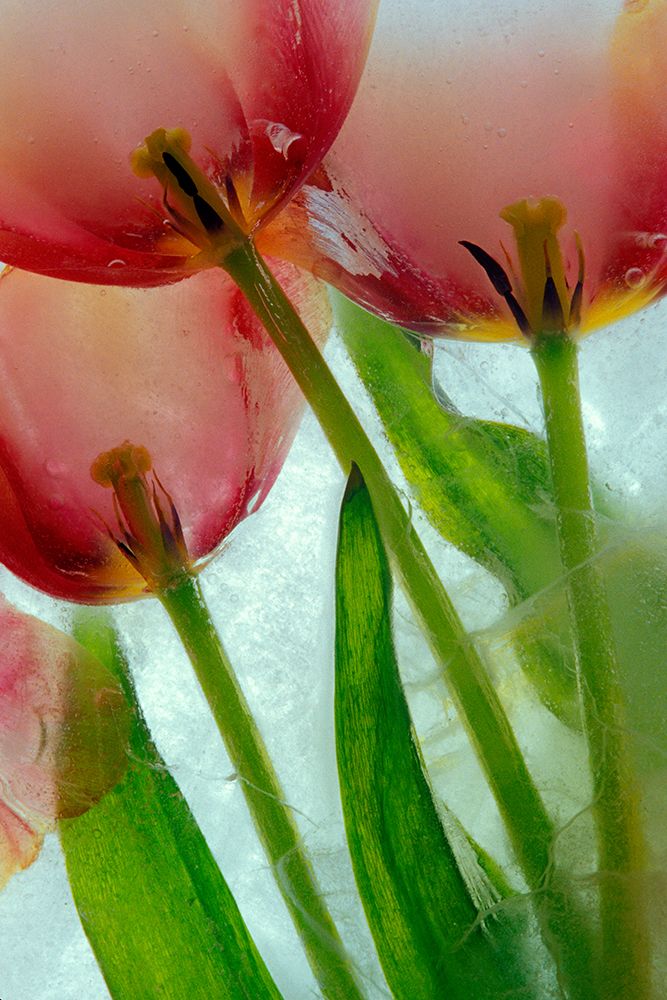 Tulips in ice art print by Jaynes Gallery for $57.95 CAD
