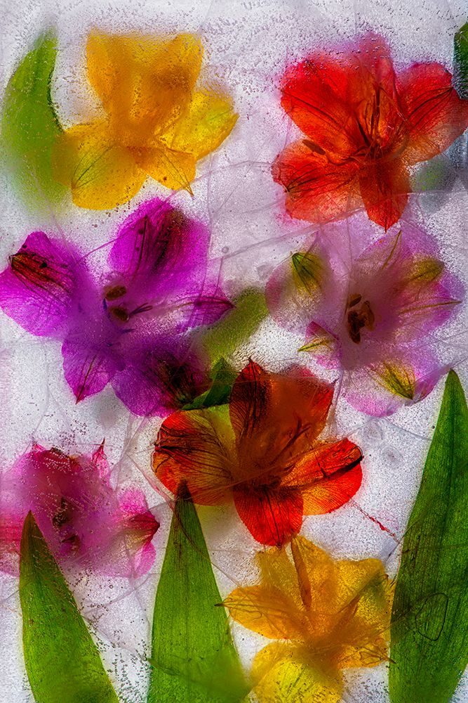 Alstroemeria flowers in ice art print by Jaynes Gallery for $57.95 CAD