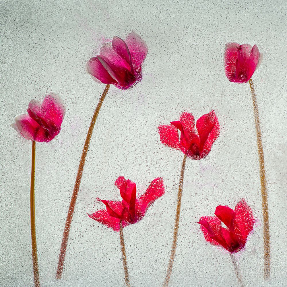 Cyclamen flowers in ice art print by Jaynes Gallery for $57.95 CAD