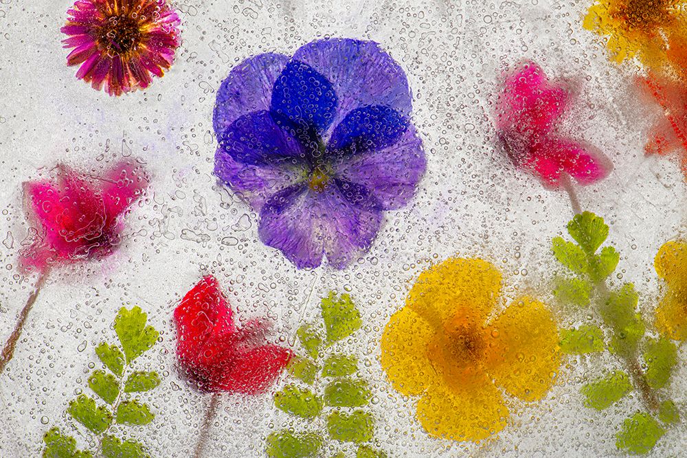 Mixed flowers in ice art print by Jaynes Gallery for $57.95 CAD