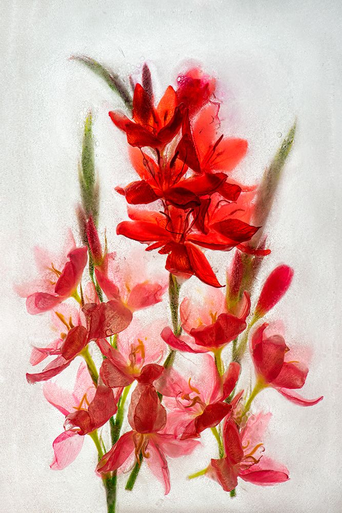 Kaffir lilies in ice art print by Jaynes Gallery for $57.95 CAD
