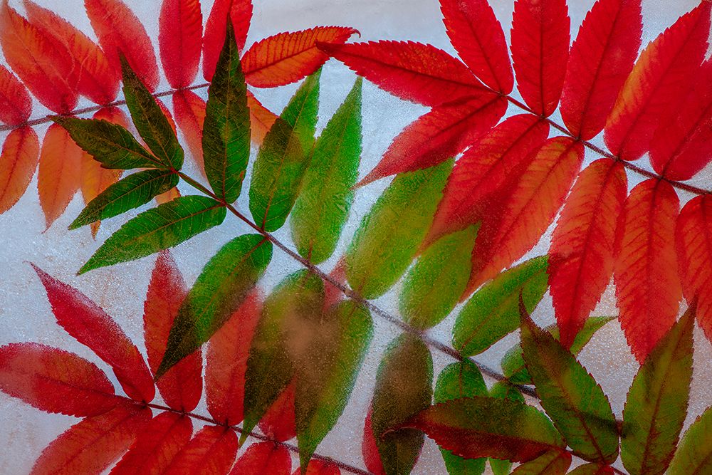 Red and green leaves in ice art print by Jaynes Gallery for $57.95 CAD
