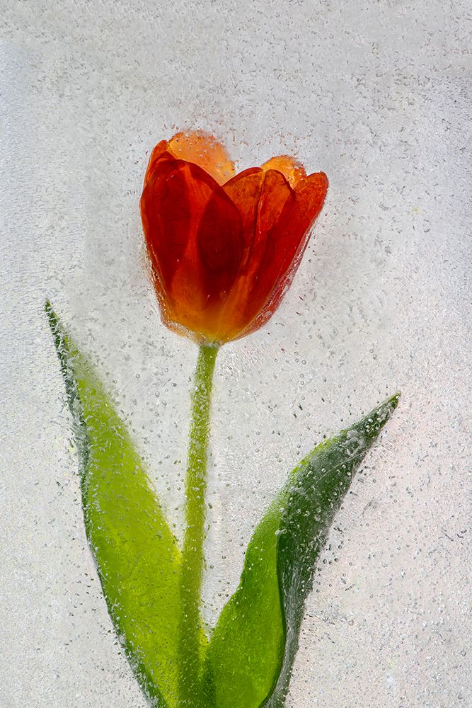 Tulip in ice art print by Jaynes Gallery for $57.95 CAD