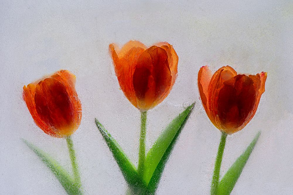Tulip in ice art print by Jaynes Gallery for $57.95 CAD