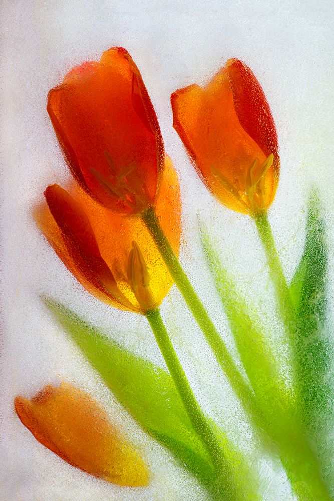 Tulip in ice art print by Jaynes Gallery for $57.95 CAD