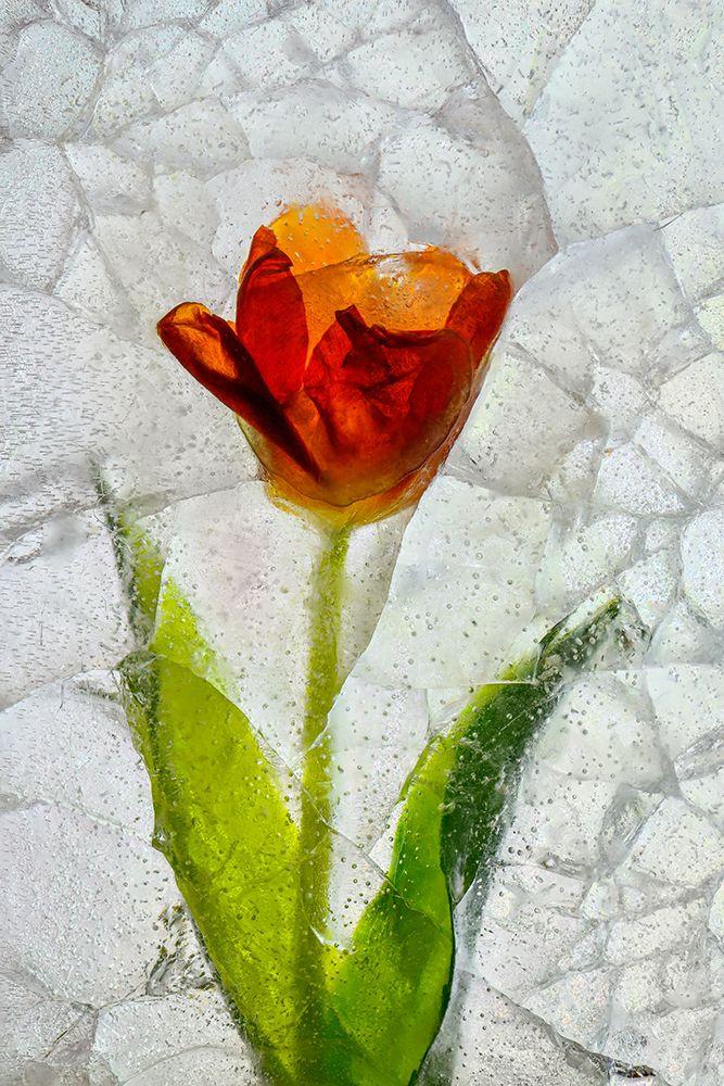 Tulip in ice art print by Jaynes Gallery for $57.95 CAD