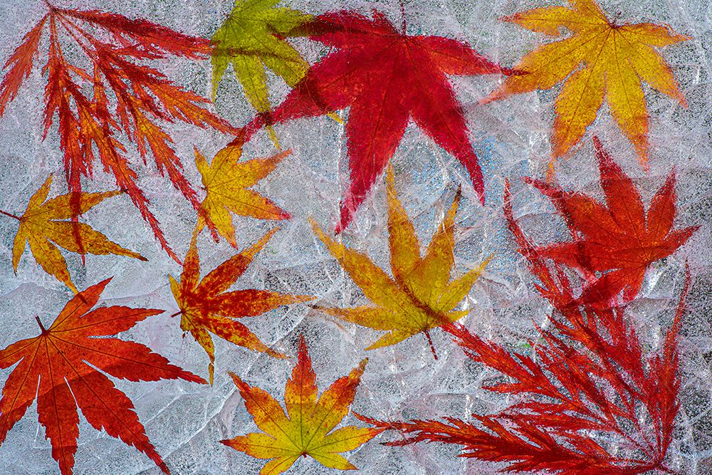 Fall maple leaves in ice art print by Jaynes Gallery for $57.95 CAD