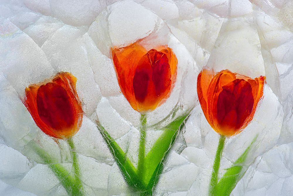 Tulip in ice art print by Jaynes Gallery for $57.95 CAD