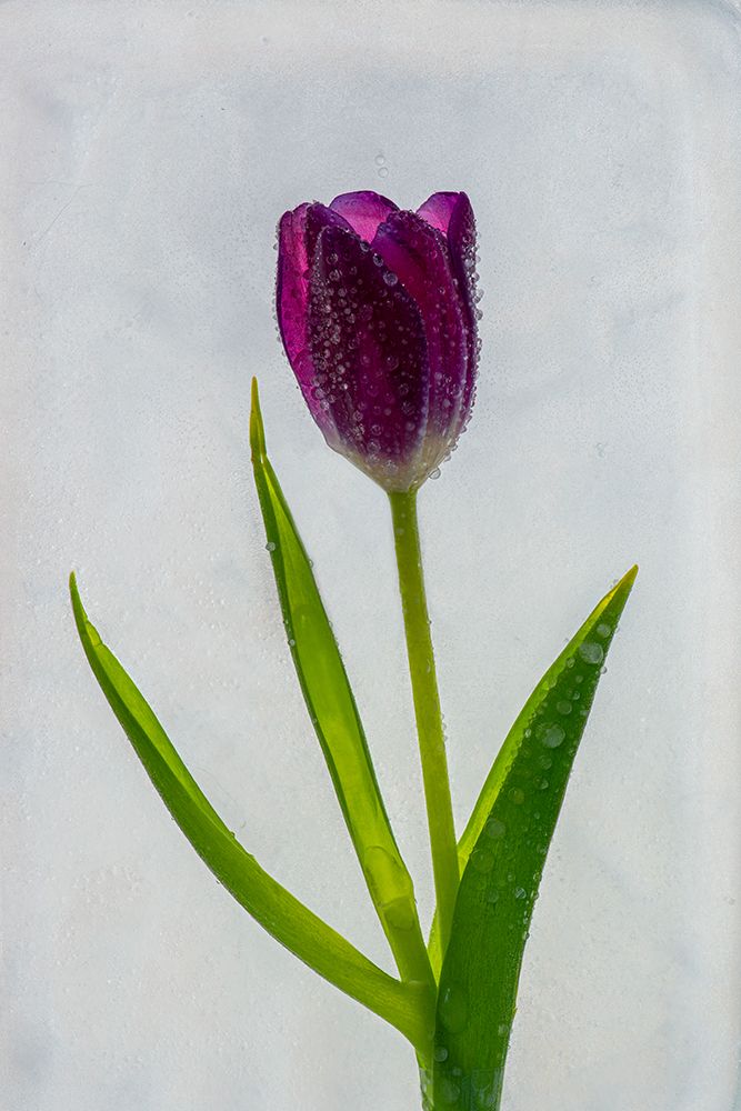 Tulip in ice art print by Jaynes Gallery for $57.95 CAD