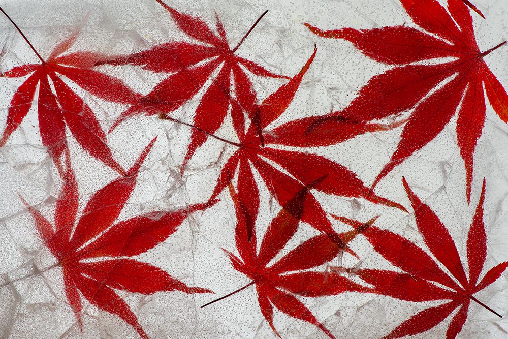 Fall maple leaves in ice art print by Jaynes Gallery for $57.95 CAD