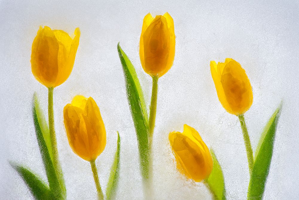 Tulips in ice art print by Jaynes Gallery for $57.95 CAD