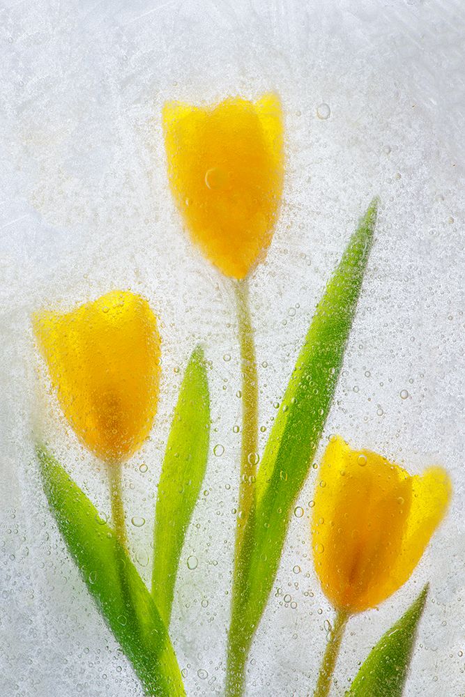 Tulips in ice art print by Jaynes Gallery for $57.95 CAD
