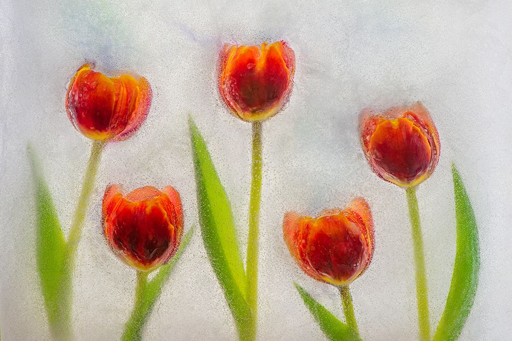 Tulip in ice art print by Jaynes Gallery for $57.95 CAD