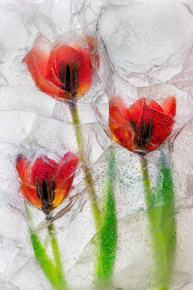 Tulips in ice art print by Jaynes Gallery for $57.95 CAD