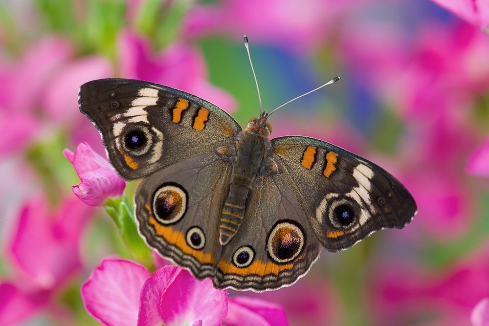 Buckeye Butterfly on pink flower Sammamish-Washington State art print by Darrell Gulin for $57.95 CAD