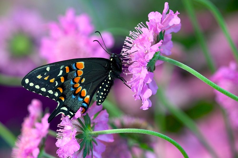Black Swallowtail butterfly on Pincushion perennial flower Sammamish-Washington State art print by Darrell Gulin for $57.95 CAD