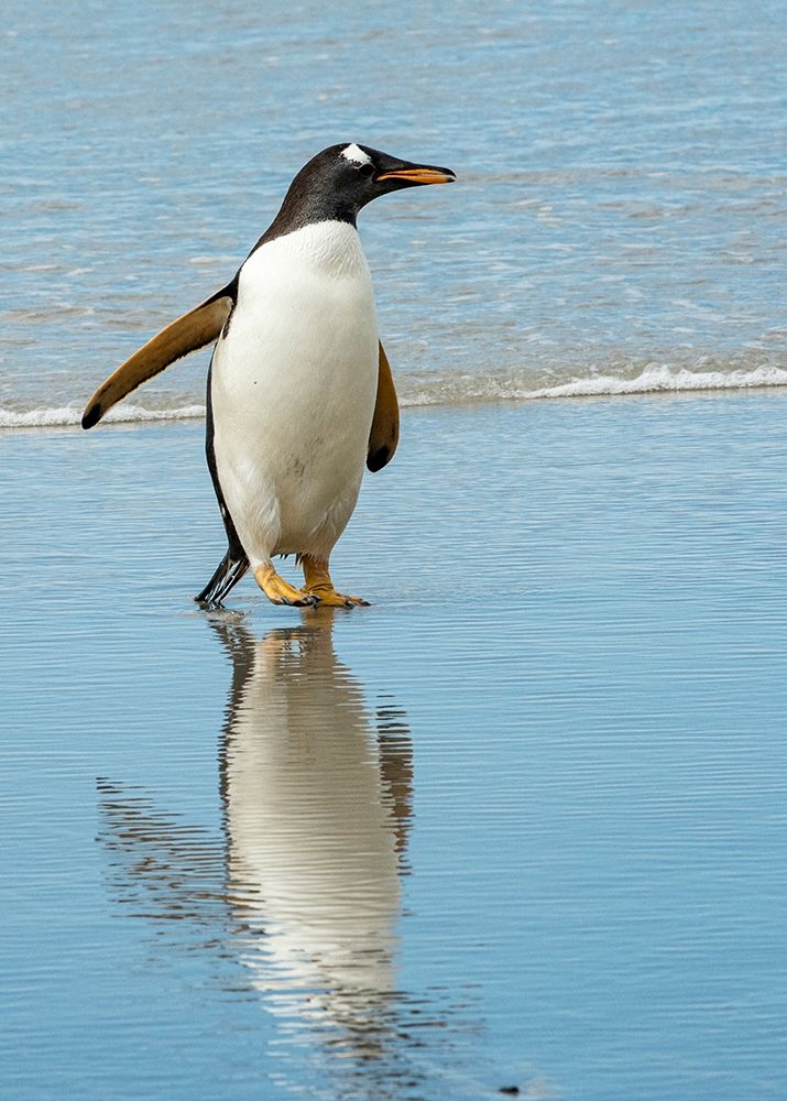 Antarctic-gentoo-penguin art print by George Theodore for $57.95 CAD