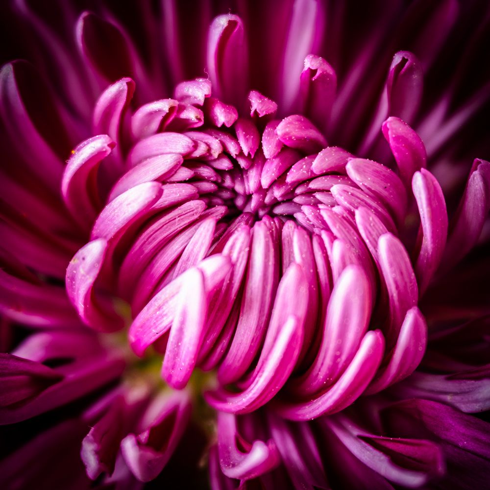 Flower close-up art print by George and Marilu Theodore for $57.95 CAD