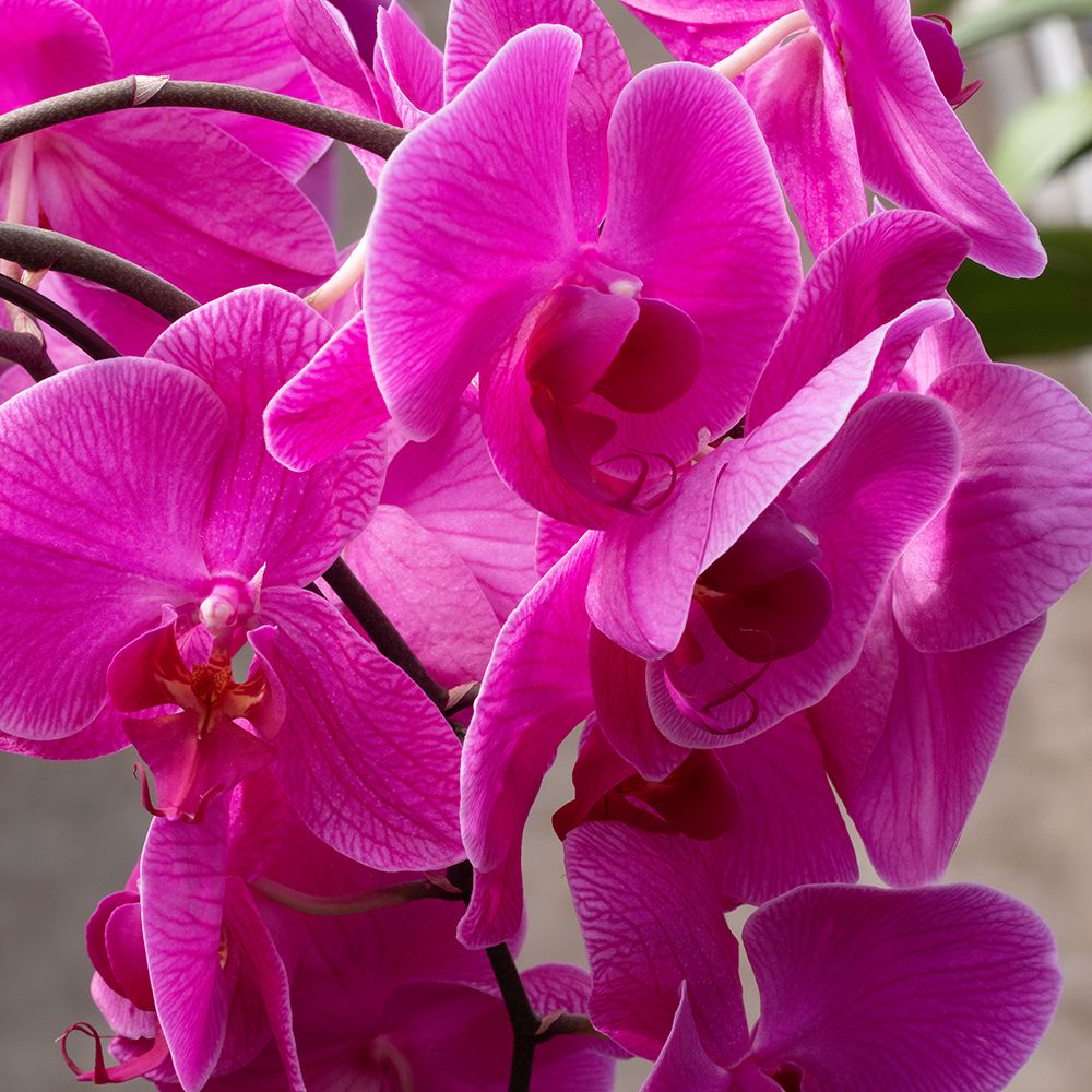 Flower, orchid. art print by George and Marilu Theodore for $57.95 CAD